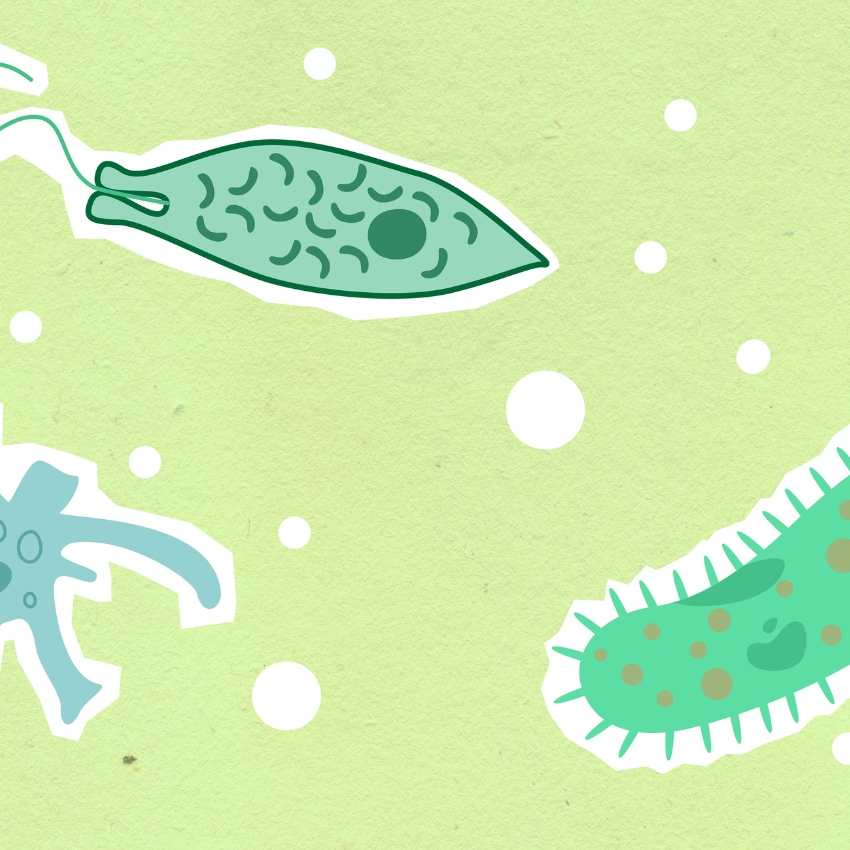 Colorful, stylized microorganisms in various shapes on a light green background with white dots.