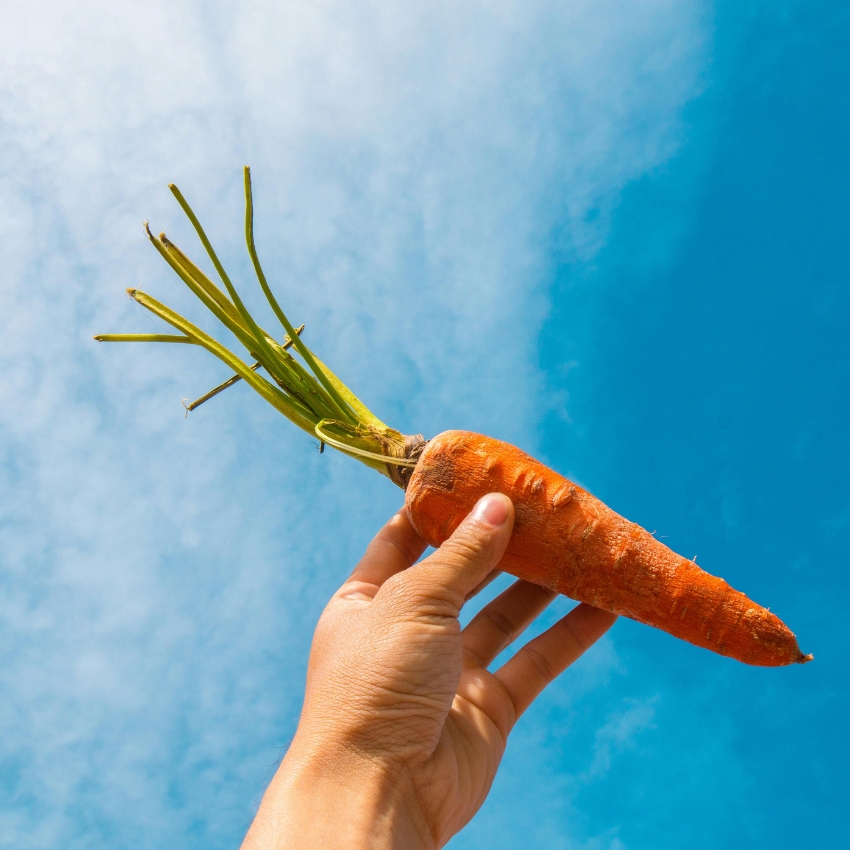Hand holding a fresh carrot with green stems against a blue sky backdrop.