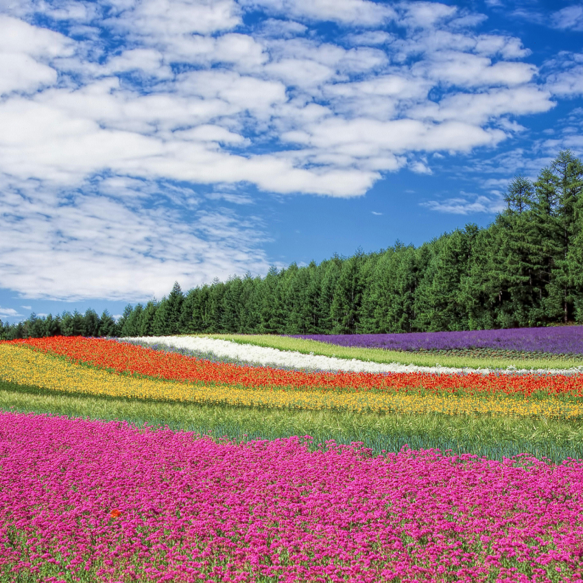 Colorful flower fields with rows of purple, white, red, yellow, and pink flowers under a partly cloudy sky.